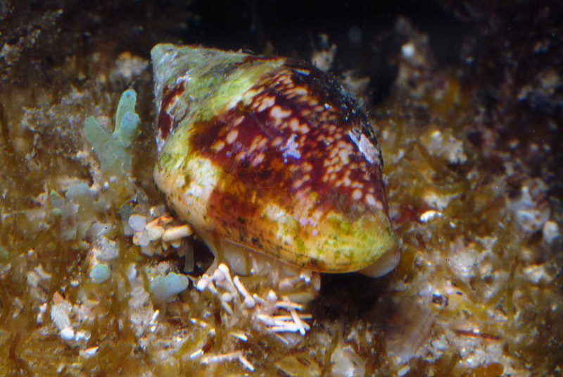 Columbella rustica